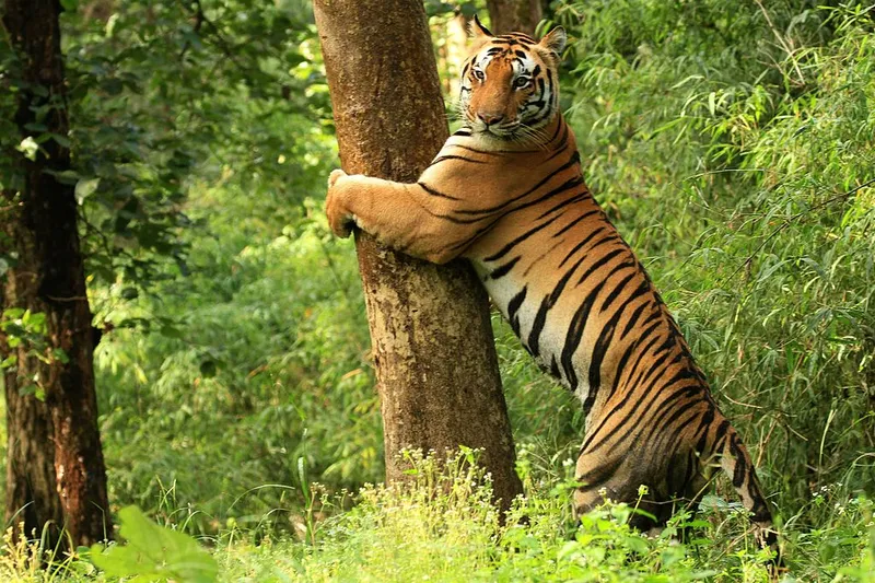 Image Kanha National Park - Tiger Reserve image beautiful - 10 Must visit National Parks of India for all wildlife lovers