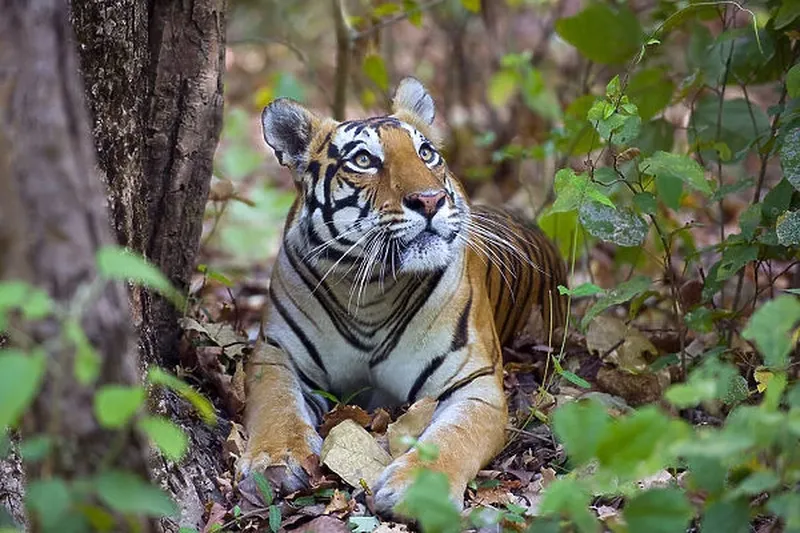 Image Kanha National Park - Tiger Reserve image beautiful - Bengal tiger (Panthera tigris tigris) Our beautiful Wall Art and ...