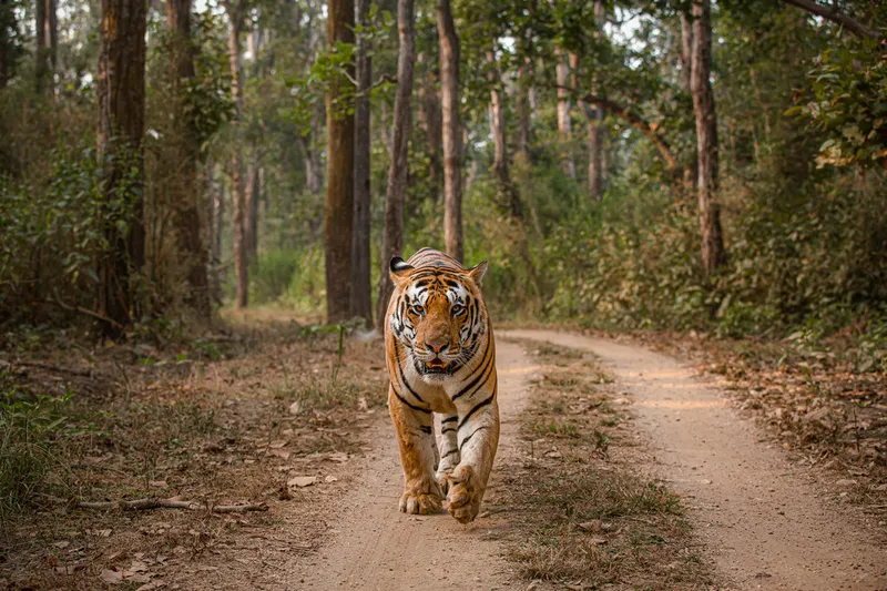 Image Kanha National Park - Tiger Reserve image beautiful - Six reasons to visit Kanha national park - Nature Safari India