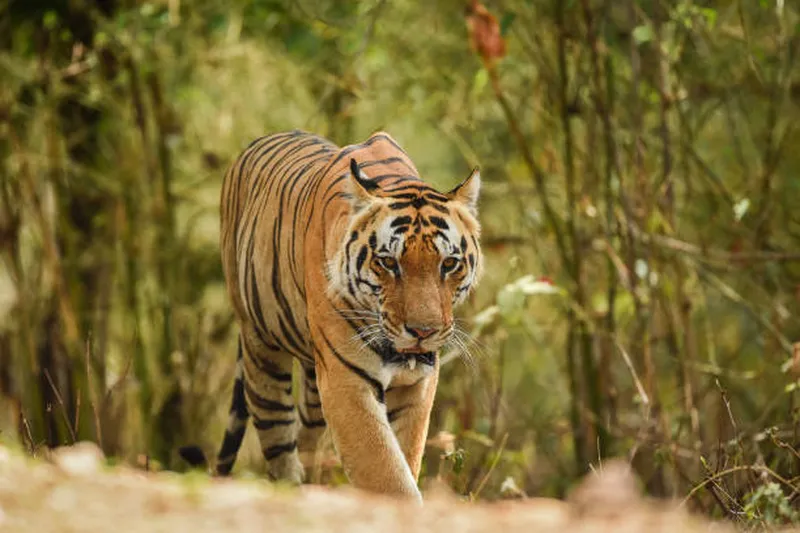 Image Kanha National Park - Tiger Reserve image beautiful image beautiful - 26,600+ Bengal Tiger Stock Photos, Pictures & Royalty-Free Images ...