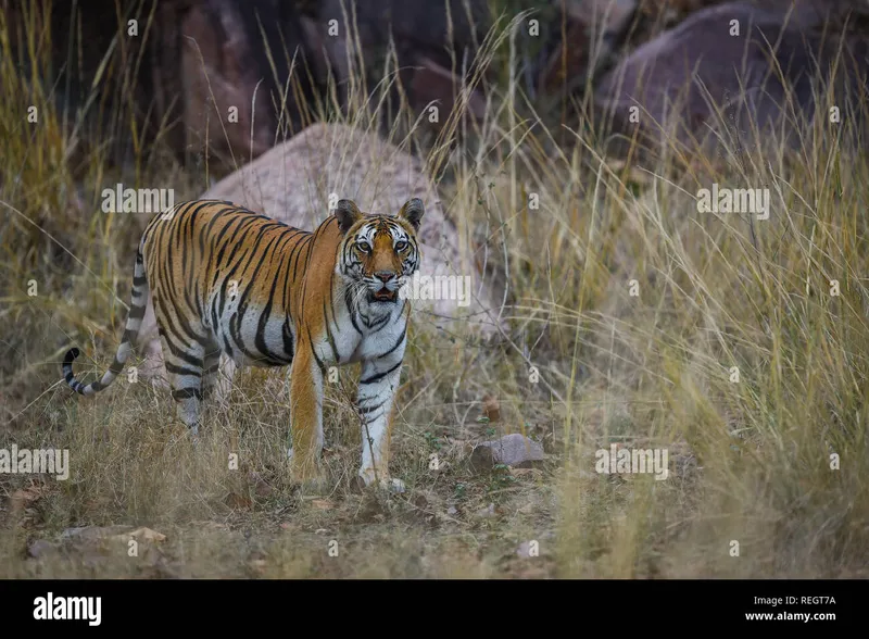 Image Kanha National Park - Tiger Reserve image beautiful image beautiful - On a beautiful evening A future mother and pregnant tigress on ...