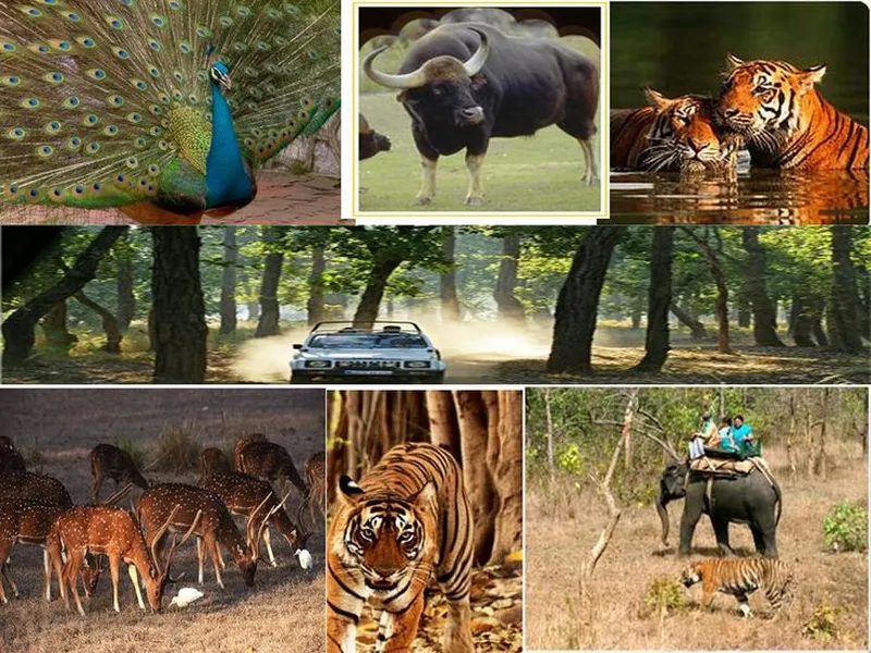 Image Kanha National Park - Tiger Reserve image beautiful image beautiful image beautiful - Beautiful Kanha Tiger Safari🐯🚘!!