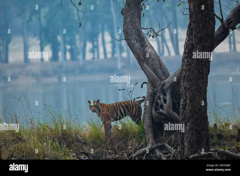 Image Kanha National Park - Tiger Reserve image beautiful image beautiful image beautiful - Tiger peeking from behind tree hi-res stock photography and images ...