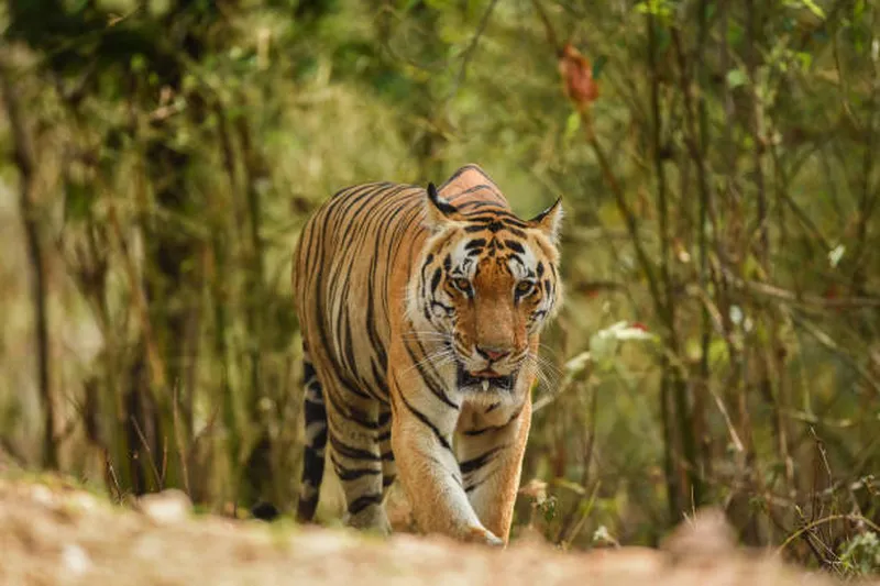 Image Kanha National Park - Tiger Reserve image beautiful image beautiful image beautiful - 1,200+ Tiger On The Prowl Stock Photos, Pictures & Royalty-Free ...