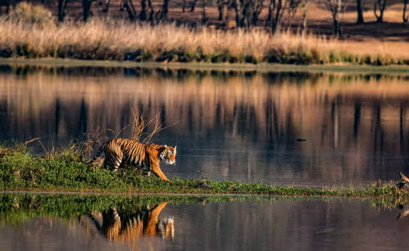 Image Kanha National Park - Tiger Reserve image beautiful image beautiful image beautiful - 140+ Rare Endangered Wild Bengal Tiger Kanha National Park India ...