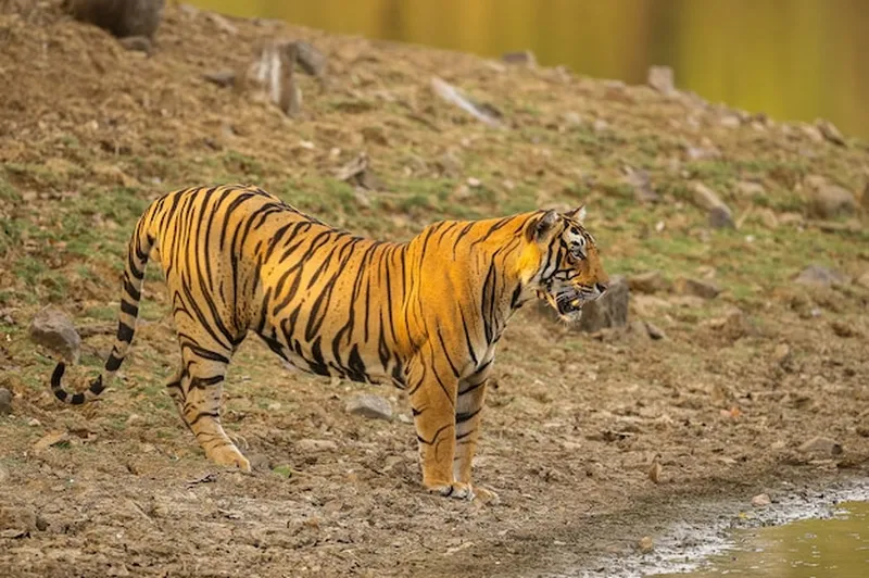 Image Kanha National Park - Tiger Reserve image beautiful image beautiful image beautiful - Premium Photo | Amazing tiger in the nature habitat. Tiger pose ...