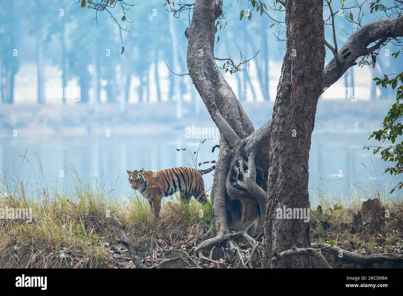 Image Kanha National Park - Tiger Reserve image beautiful image beautiful image beautiful image beautiful - The tigress comes out of her hiding place behind the tree. Kanha ...