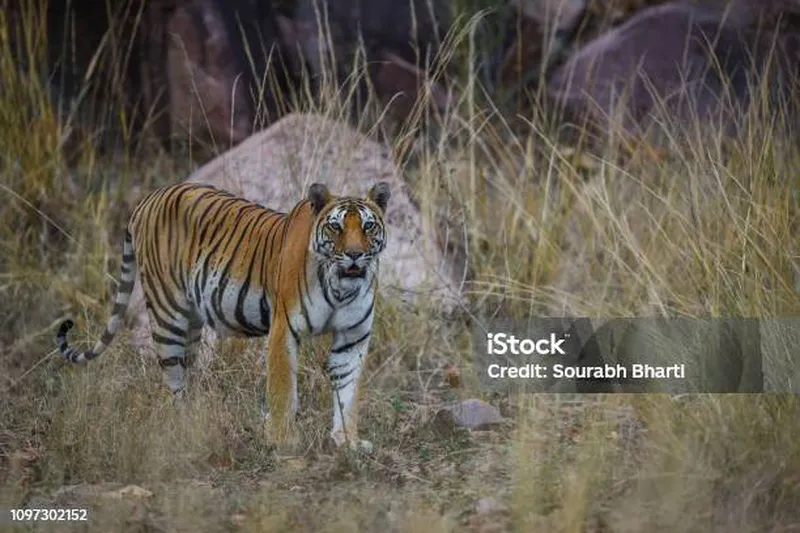 Image Kanha National Park - Tiger Reserve image beautiful image beautiful image beautiful image beautiful - On A Beautiful Evening A Future Mother And Pregnant Tigress On ...