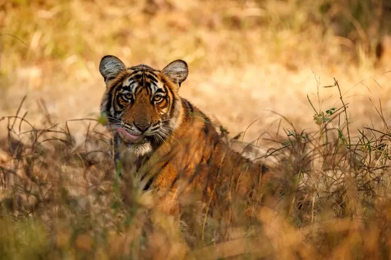 Image Kanha National Park - Tiger Reserve image beautiful image beautiful image beautiful image beautiful image beautiful - Free Photo | Tiger in the nature habitat Tiger male walking head ...