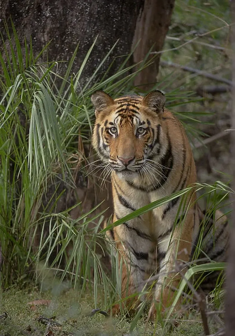 Image Kanha National Park - Tiger Reserve image beautiful image beautiful image beautiful image beautiful image beautiful - Bengal Tiger (Panthera tigris) sub-adult Our beautiful Wall Art ...