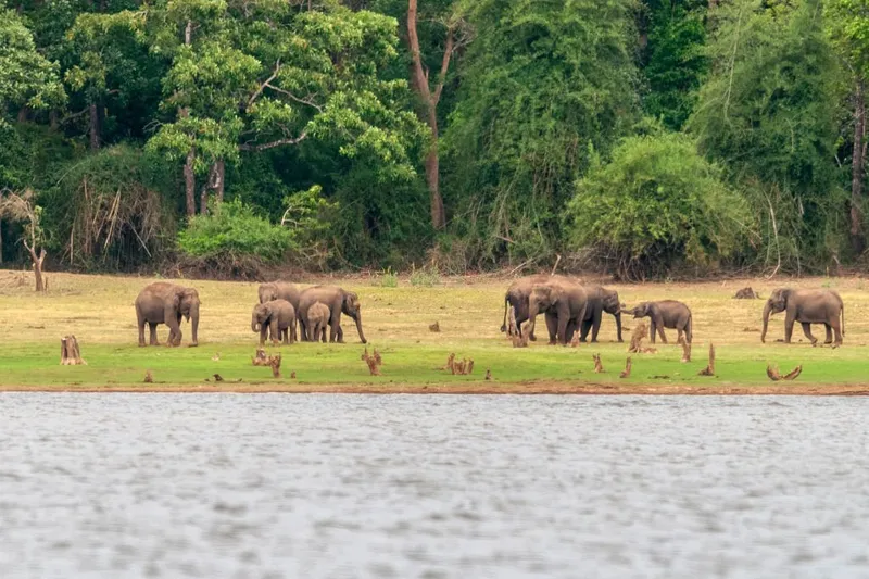 Image Kanha National Park - Tiger Reserve image beautiful image beautiful image beautiful image beautiful image beautiful - Top 05 most beautiful national parks in India - Tiger Safari in India