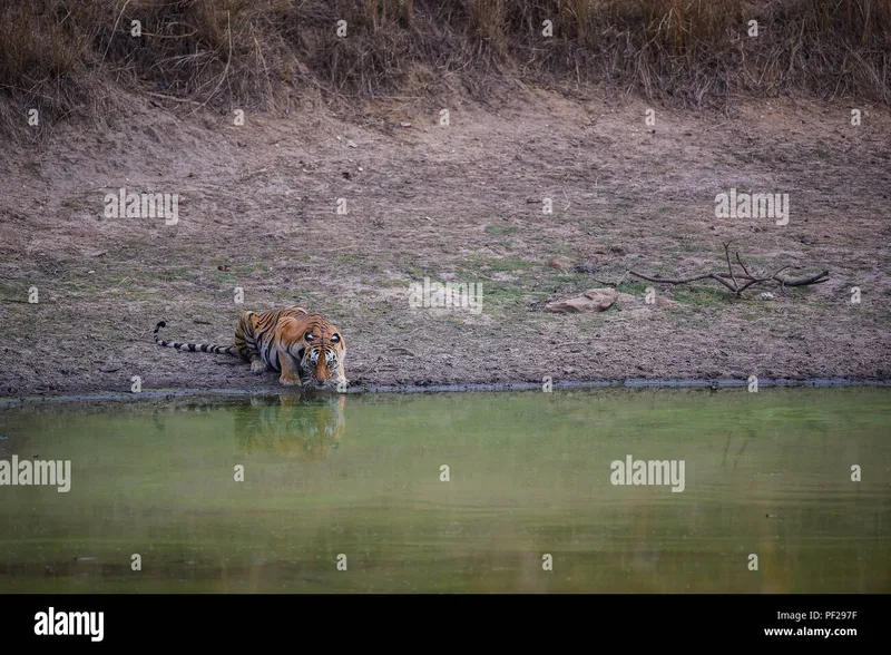 Image Kanha National Park - Tiger Reserve image beautiful image beautiful image beautiful image beautiful image beautiful - A beautiful tigress roaming around in her territory at meadows of ...