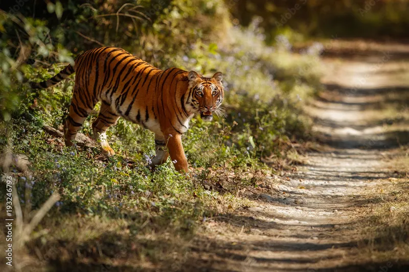 Image Kanha National Park - Tiger Reserve image beautiful image beautiful image beautiful image beautiful image beautiful image beautiful - Royal bengal tiger pose with beautiful golden background. Amazing ...