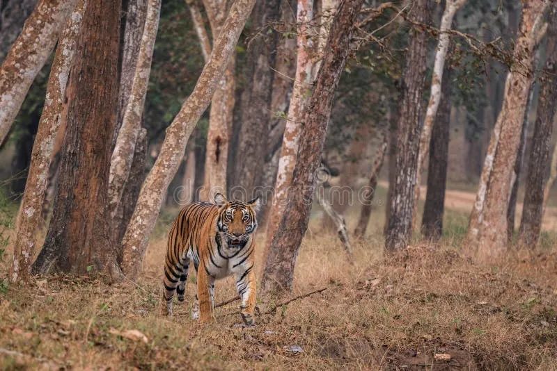 Image Kanha National Park - Tiger Reserve image beautiful image beautiful image beautiful image beautiful image beautiful image beautiful - 748 Bhutan Cat Stock Photos - Free & Royalty-Free Stock Photos ...