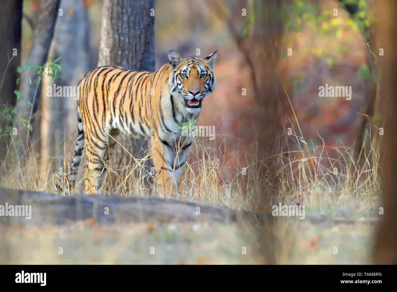 Image Kanha National Park - Tiger Reserve image beautiful image beautiful image beautiful image beautiful image beautiful image beautiful - Madhya pradesh forest hi-res stock photography and images - Page 3 ...