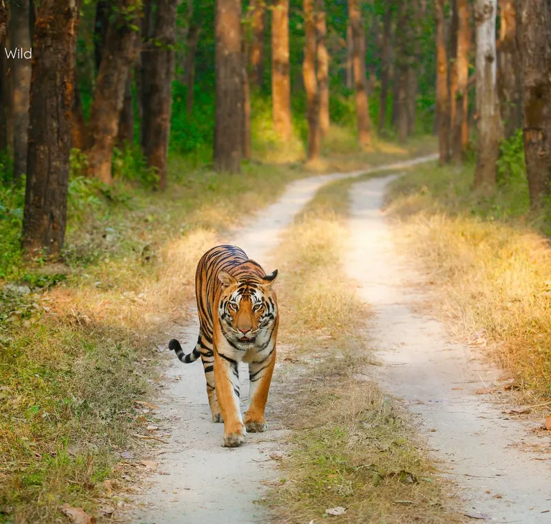 Image Kanha National Park - Tiger Reserve image beautiful image beautiful image beautiful image beautiful image beautiful image beautiful - Mandla District: All You Must Know Before You Go (2024) - Tripadvisor