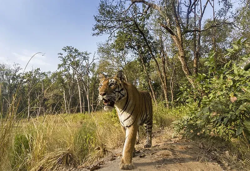 Image Kanha National Park - Tiger Reserve image beautiful image beautiful image beautiful image beautiful image beautiful image beautiful image beautiful - Bengal tiger (Panthera tigris tigris) (T27) Our beautiful Wall Art ...