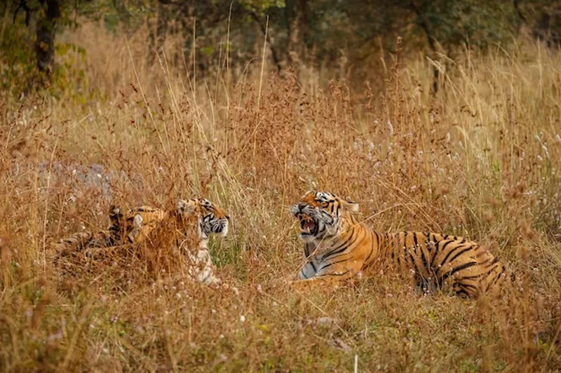 Image Kanha National Park - Tiger Reserve image beautiful image beautiful image beautiful image beautiful image beautiful image beautiful image beautiful - Page 91 | Tiger Amidst Snowstorm Images - Free Download on Freepik