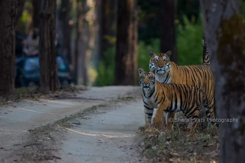 Image Kanha National Park - Tiger Reserve image beautiful image beautiful image beautiful image beautiful image beautiful image beautiful image beautiful - Top 05 most beautiful national parks in India - Tiger Safari in India