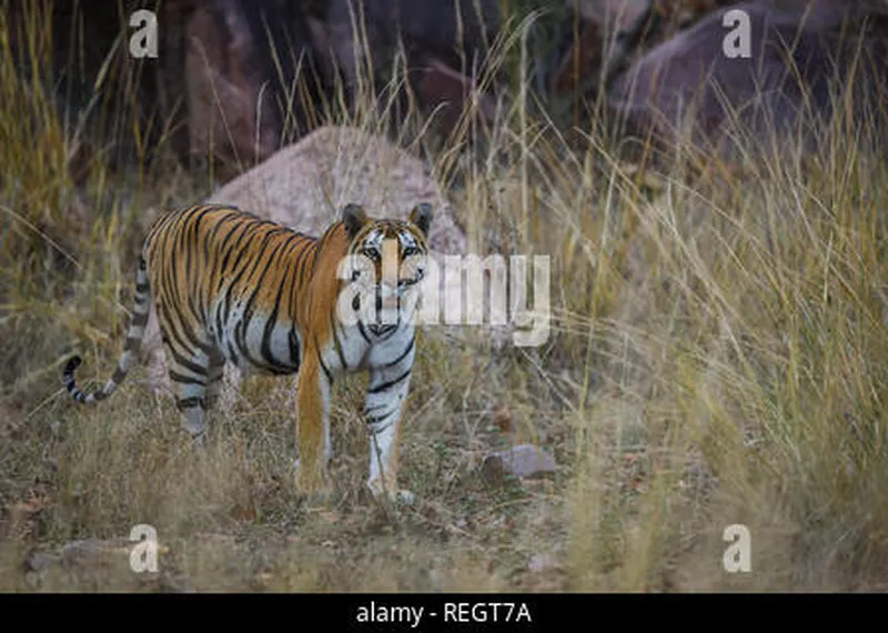 Image Kanha National Park - Tiger Reserve image beautiful image beautiful image beautiful image beautiful image beautiful image beautiful image beautiful image beautiful - On a beautiful evening A future mother and pregnant tigress on ...