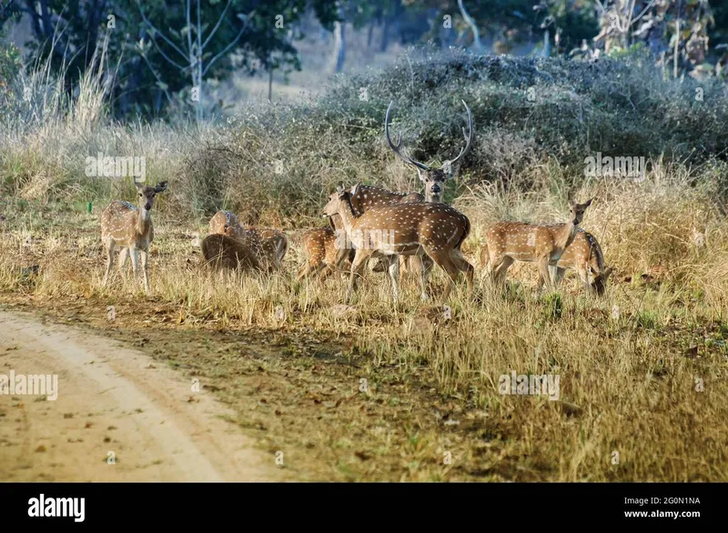 Image Kanha National Park - Tiger Reserve image beautiful image beautiful image beautiful image beautiful image beautiful image beautiful image beautiful image beautiful - Panna india hi-res stock photography and images - Page 8 - Alamy