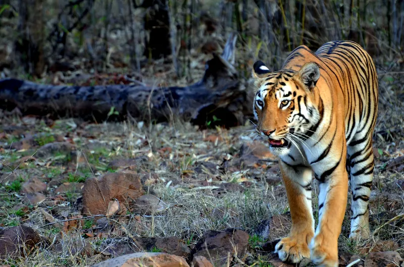 Image Kanha National Park - Tiger Reserve image beautiful image beautiful image beautiful image beautiful image beautiful image beautiful image beautiful image beautiful image beautiful - Ferociously Beautiful | P2 - a tigress found in the Tadoba T… | Flickr