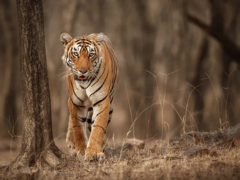 Image Kanha National Park - Tiger Reserve image beautiful image beautiful image beautiful image beautiful image beautiful image beautiful image beautiful image beautiful image beautiful - Beautiful Tiger In The Nature Habitat Stock Photo - Download Image ...