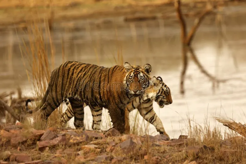 Image Kanha National Park - Tiger Reserve image beautiful image beautiful image beautiful image beautiful image beautiful image beautiful image beautiful image beautiful image beautiful - 169 Tiger Her Cubs Stock Photos - Free & Royalty-Free Stock Photos ...