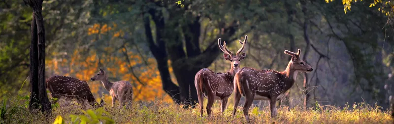 Image Kanha National Park - Wildlife Sanctuary image beautiful - Kanha National Park & Tiger Reserve Travel Information Guide