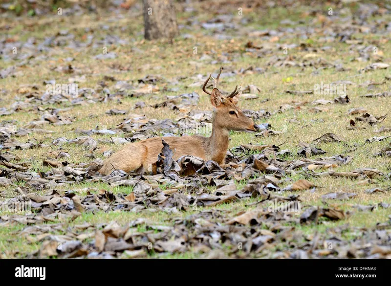 Image Kanha National Park - Wildlife Sanctuary image beautiful image beautiful - beautiful male Eld's Deer (Cervus eldii) at Huay Kha Khaeng ...