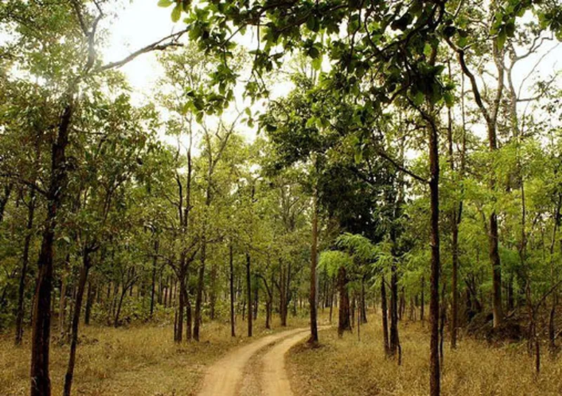 Image Kanha National Park - Wildlife Sanctuary image beautiful image beautiful - Kanha National Park & Tiger Reserve Tourism Information Madhya Pradesh