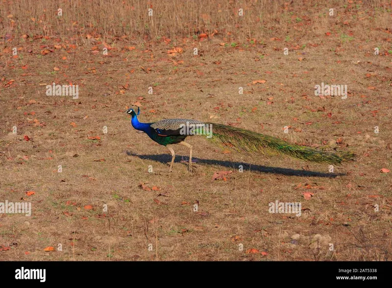 Image Kanha National Park - Wildlife Sanctuary image beautiful image beautiful - National bird sanctuary hi-res stock photography and images - Alamy