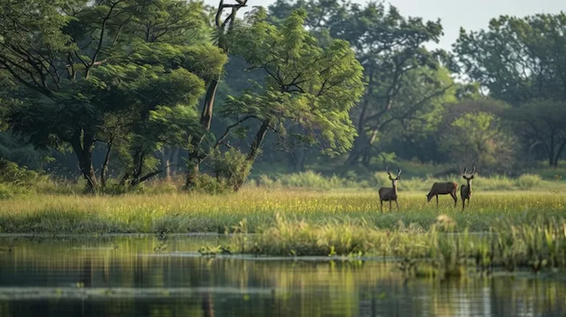 Image Kanha National Park - Wildlife Sanctuary image beautiful image beautiful - A photo capturing the serene beauty of a wildlife sanctuary with a ...