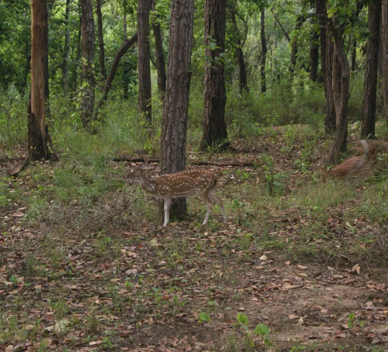 Image Kanha National Park - Wildlife Sanctuary image beautiful image beautiful - Kanha National Park Madhya Pradesh, India | Kanha Tiger Reserve