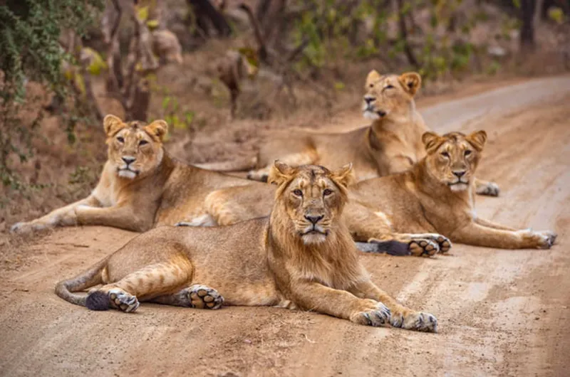 Image Kanha National Park - Wildlife Sanctuary image beautiful image beautiful image beautiful - Gir National Park India - Last Home of majestic Asiatic Lion