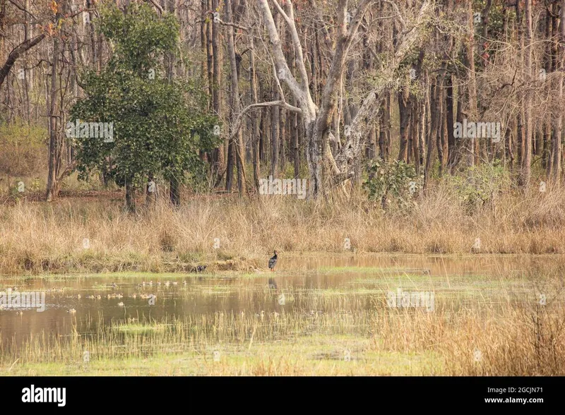 Image Kanha National Park - Wildlife Sanctuary image beautiful image beautiful image beautiful - Beautiful landscape in Kanha National Park in Pradesh, India with ...