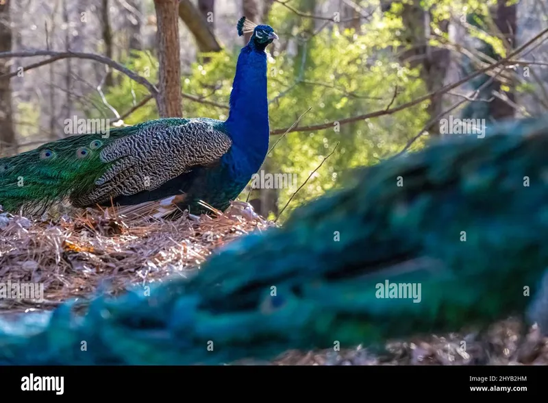 Image Kanha National Park - Wildlife Sanctuary image beautiful image beautiful image beautiful image beautiful - Indian peacocks hi-res stock photography and images - Alamy