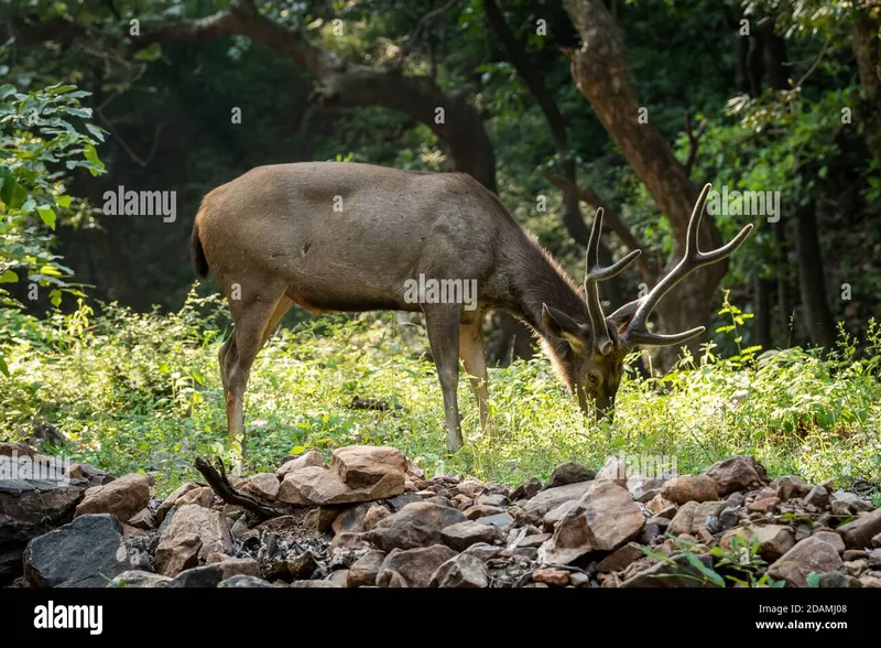 Image Kanha National Park - Wildlife Sanctuary image beautiful image beautiful image beautiful image beautiful - Sambar deer or rusa unicolor in forest. side profile of sambar ...