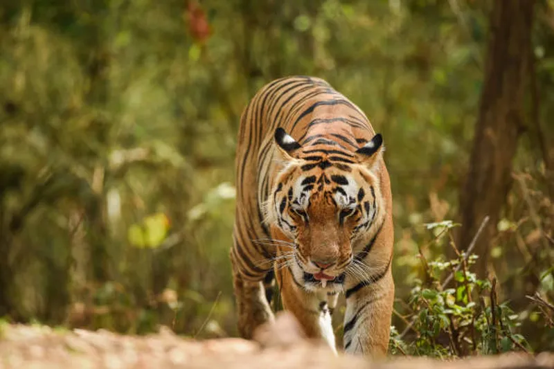 Image Kanha National Park - Wildlife Sanctuary image beautiful image beautiful image beautiful image beautiful image beautiful - 210+ Tiger Growling Walking Stock Photos, Pictures & Royalty-Free ...