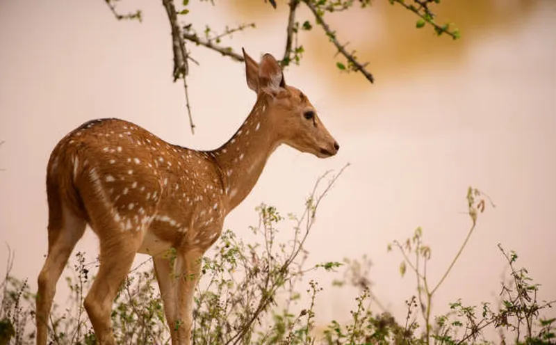 Image Kanha National Park - Wildlife Sanctuary image beautiful image beautiful image beautiful image beautiful image beautiful - 5,000+ Axis Deer Stock Photos, Pictures & Royalty-Free Images ...