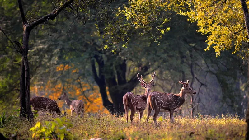 Image Kanha National Park - Wildlife Sanctuary image beautiful image beautiful image beautiful image beautiful image beautiful - Kanha National Park | Location, Safari, Best Time to Visit|