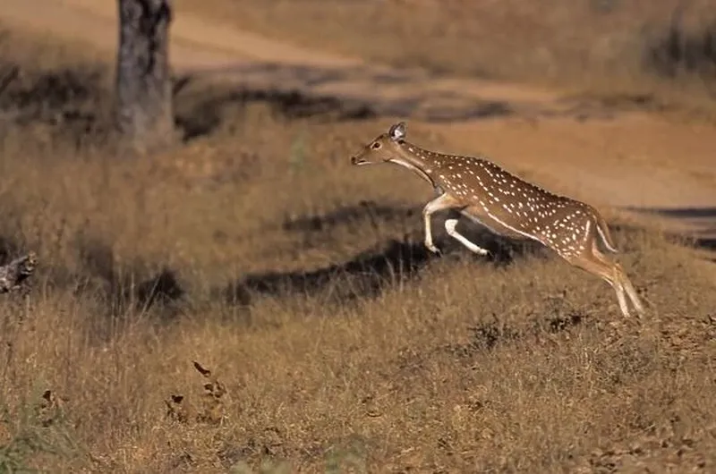 Image Kanha National Park - Wildlife Sanctuary image beautiful image beautiful image beautiful image beautiful image beautiful - Chital leaping, Kanha National Park, India Our beautiful Wall Art ...