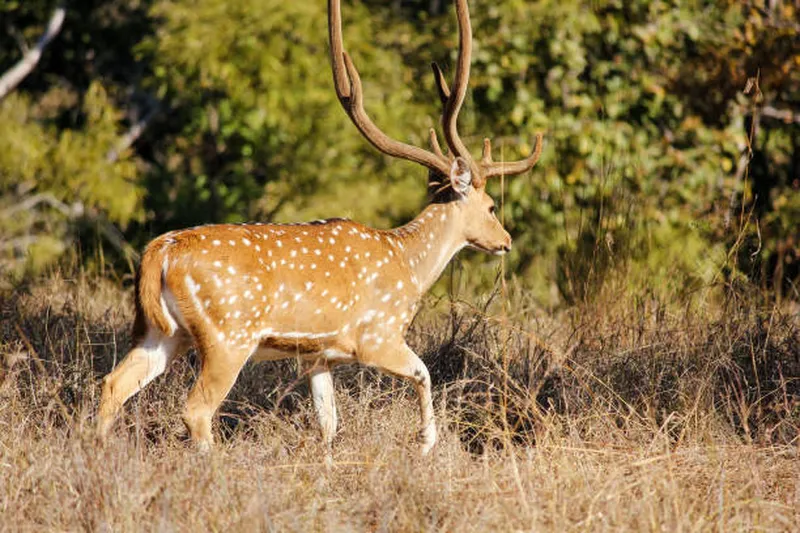 Image Kanha National Park - Wildlife Sanctuary image beautiful image beautiful image beautiful image beautiful image beautiful image beautiful - 5,000+ Spotted Deer Stock Photos, Pictures & Royalty-Free Images ...