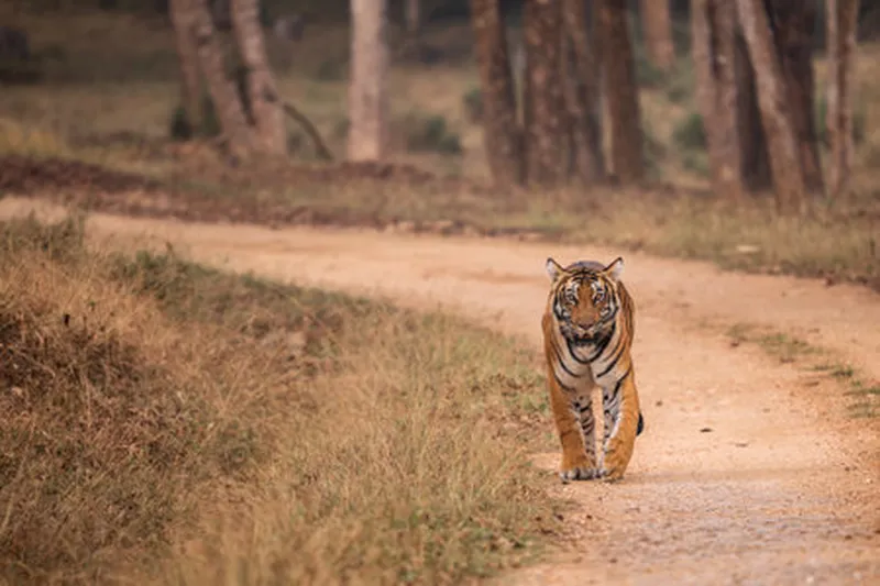 Image Kanha National Park - Wildlife Sanctuary image beautiful image beautiful image beautiful image beautiful image beautiful image beautiful - Ranthambore Safari Stock Photos and Images - 123RF