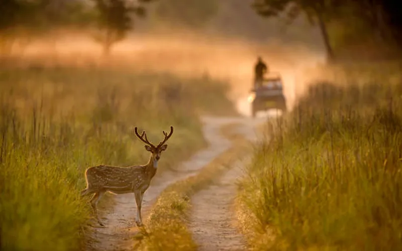 Image Kanha National Park - Wildlife Sanctuary image beautiful image beautiful image beautiful image beautiful image beautiful image beautiful image beautiful - 1,800+ Beautiful Spotted Deer Stock Photos, Pictures & Royalty ...