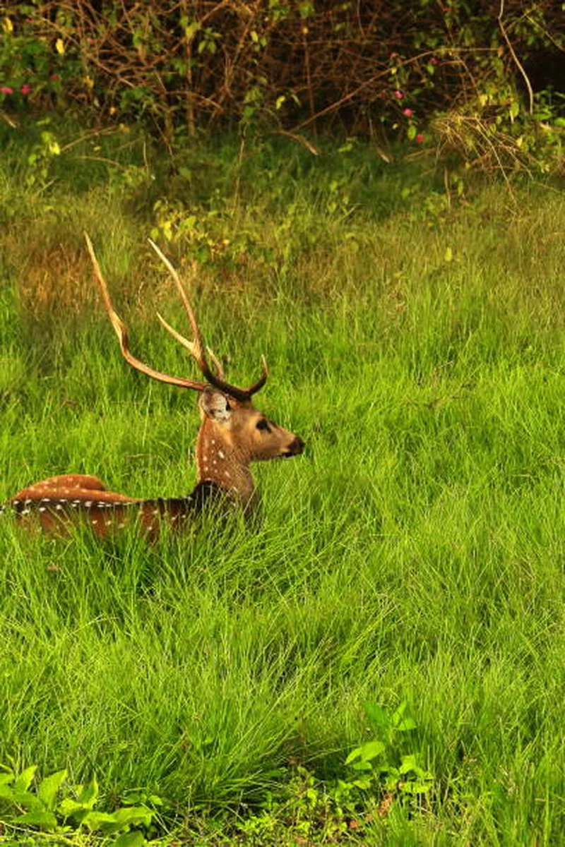 Image Kanha National Park - Wildlife Sanctuary image beautiful image beautiful image beautiful image beautiful image beautiful image beautiful image beautiful - 580+ Axis Deer India Deer Safari Animals Stock Photos, Pictures ...