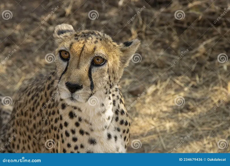 Image Kanha National Park - Wildlife Sanctuary image beautiful image beautiful image beautiful image beautiful image beautiful image beautiful image beautiful - Wildlife Faces: Cheetah with Amber Eyes Stock Photo - Image of ...