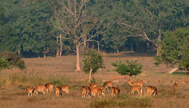 Image Kanha National Park - Wildlife Sanctuary image beautiful image beautiful image beautiful image beautiful image beautiful image beautiful image beautiful - 7 Best Jungle Safaris in India | Tiger Reserves & National Parks