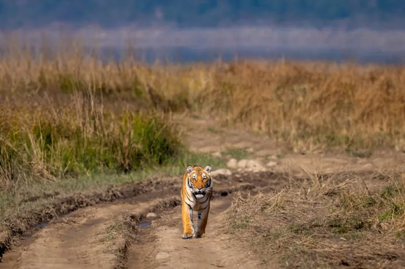 Image Kanha National Park - Wildlife Sanctuary image beautiful image beautiful image beautiful image beautiful image beautiful image beautiful image beautiful image beautiful - 1,000+ Tigress Pictures Pictures Stock Photos, Pictures & Royalty ...