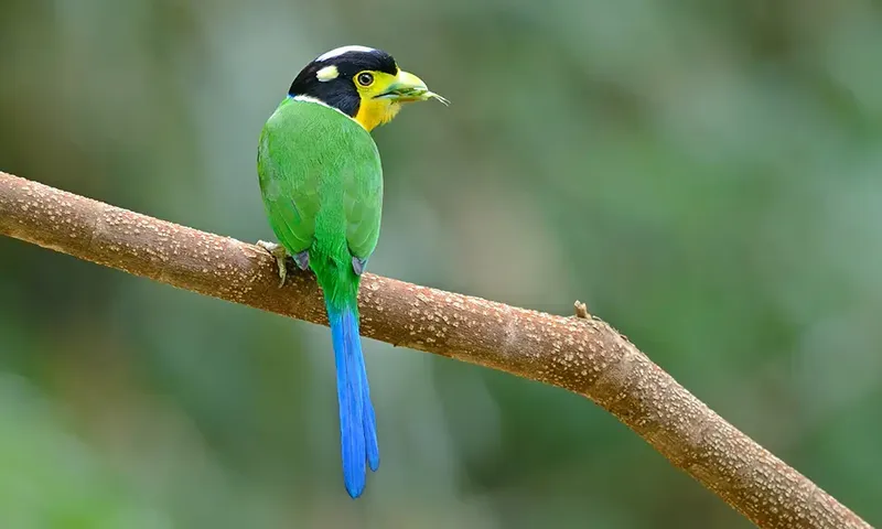 Image Kanha National Park - Wildlife Sanctuary image beautiful image beautiful image beautiful image beautiful image beautiful image beautiful image beautiful image beautiful - India's 10 Most Beautiful Birds of Paradise - India Bird Watching